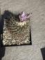 Preview: Gymnocactus septentrionalis